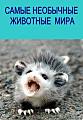 Самые необычные животные мира